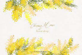 Charming Mimosa Yellow Flowers Png Yellow Flower Wallpaper Flower Art Painting Yellow Flowers