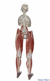 Striated muscle tissue is a muscle tissue that features repeating functional units called sarcomeres. Glossary Of The Muscular System Learn Muscular Anatomy