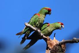 Image result for Monotes elegans