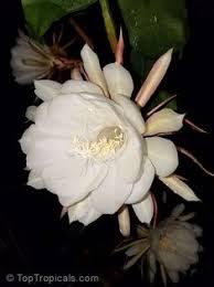 It is grown in cambodia, myanmar. 62 Indian Flowers Ideas Indian Flowers Flowers Plants