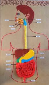 Sugestoes De Maquetes Do Sistema Digestivo Em 2020 Sistemas Do Corpo Sistemas Do Corpo Humano Maquete Sistema Digestorio