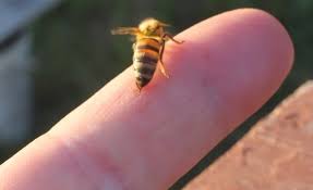 علاج لدغة ولسعة النحل Bee Sting Bee Insects