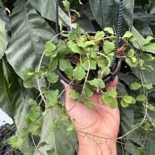 Image result for Selago lacunosa