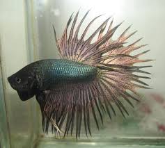 Indonesia Copper Crowntail Male Betta Betta Fish Types Betta Betta Fish
