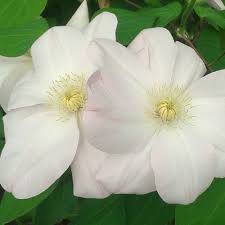 Check spelling or type a new query. Clematis Jeanne S Pink Jeanne S Pink Large Flowered Clematis Plant Lust