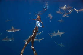 Shark Viewing Tours | One Ocean