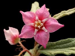 Image result for Malvaceae: Byttnerioideae, Helicteroideae