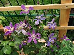 Arabella is my favorite clematis of the 50 clematis varieties in my zone 4 garden. Clematis Arabella Clematis Integrifolia Arabella Baumschule Horstmann