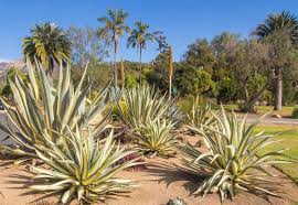 Image result for Agave americana