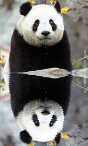 Falling From A Star Panda Day Save The Pandas Panda Bear