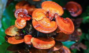 Image result for Ganoderma lucidum