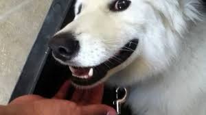 Maybe you would like to learn more about one of these? White Alaskan Malamute Siberian Husky 10 Months Old Youtube