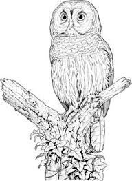 Download 203 owl coloring pages stock illustrations, vectors & clipart for free or amazingly low rates! Coloring Pages Owls