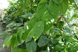 Image result for Leptonychia