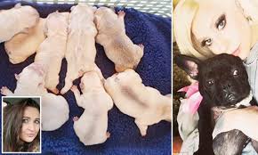 Bored or lonely pups can also chew or become destructive. Robbers Who Stole Eight Day Old Bulldogs Could Get 4 000 For Each Daily Mail Online