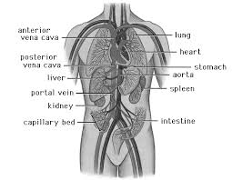 Biologymad Com
