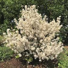 Image result for Coffea racemosa