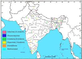 Image result for Crotalaria cylindrocarpa
