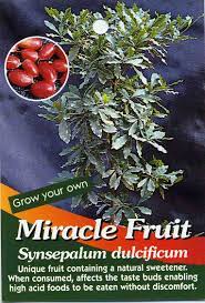 The miracle fruit farm's munai™ tablets are now available through the pharmacy of the miami cancer institute. Miracle Fruit Synsepalum Dulcificum Buy Miracle Fruit Unique Fruit