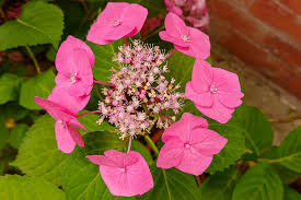 Image result for Hydrangea