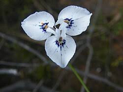 Image result for Moraea carsonii
