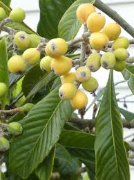 Check spelling or type a new query. Loquat Curious Foodies