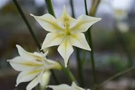 Image result for Gladiolus trichonemifolius