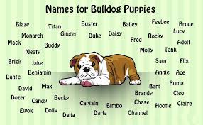 30.04.2020 · top female bulldog dog names. English Bulldog Puppies Must Know Facts Petmoo