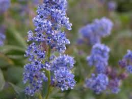 The flowers are so profuse that they literally cover the shrub, transforming the plant in an explosion of blue. Botanical C Native Plant Database