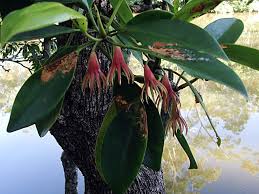 Image result for Bruguiera