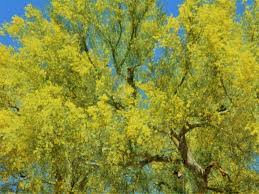 There is hardly a german family in the most arid parts of utah, new mexico, arizona, but has its oleander trees. Palo Verde Tree In Full Bloom The State Tree Of Arizona Has Brown Bark And Is Full Of Tiny Little Yellow Flowers When In Full Bloom In Spring Stock Photo B5b31c07 7c5b 4d1f A6d5 E99b884e2ea5