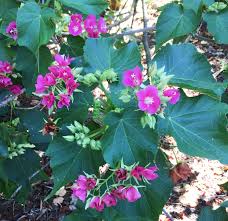 Image result for Dombeya