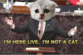 Us lawyer accidentally turns on cat filter during court hearing via zoom. I Am Not A Cat Zoom Cat Lawyer I M Not A Cat Know Your Meme