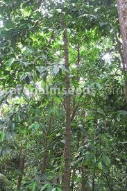 Image result for Gnetum