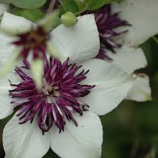 We did not find results for: Sieboldii Clematis Florida Sieboldii Online Kaufen