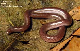 Image result for Triainolepis