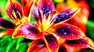 Check spelling or type a new query. Free Photo Colorful Flower Artistic Beautiful Blooming Free Download Jooinn