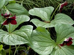 Plantes D Ombre Pour Le Jardin En 25 Photos Fascinantes Avec Images Plante Ombre Jardin D Ombre Jardin Ombrage