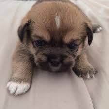 The body of pitbull chihuahua puppies is often broad and short with the pitbull's characteristic short neck. Shih Tzu Chihuahua Mix Puppies 6 Weeks Old For Sale In Tacoma Washington Classified Americanlisted Com