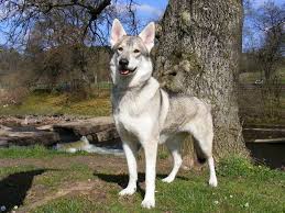 Every puppy is different, so expect the average growth curve to look different as well. Pin By Dog Breeds On Seppala Siberian Sleddog Shepherd Mix Puppies Utonagan Dog German Shepherd Mix Puppies
