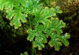 Image result for Selaginella tenerrima