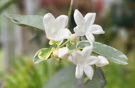 Image result for Stephanotis