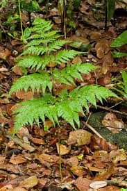 Image result for Rumohra