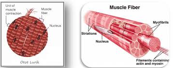 Strukturnya menyerupai otot lurik, meskipun. Struktur Otot Pengertian Fungsi Lurik Jantung Polos Gambar
