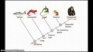 Cladograms Betterlesson Seventh Grade Evolution Upper Elementary