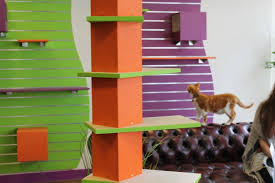 Is Nottingham S Kitty Cafe Cruel Notts Tv News The Heart Of Nottingham News Coverage For Notts Tv