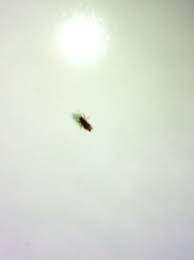 25 tiny bugs in bathroom sink how to