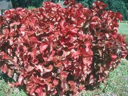 Image result for Acalypha polymorpha