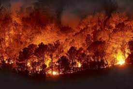 Las provincias más afectadas son jujuy y córdoba. Santa Fe Noticias Incendios Forestales En Argentina Un Cementerio De Arboles Carbonizados Santa Fe Noticias