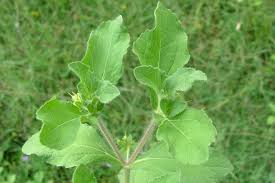 Image result for Acanthospermum hispidum